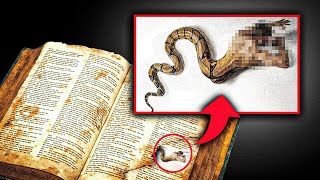 NOVA DESCOBERTA Texto Hebraico encontrado diz que A SERPENTE DE GÊNESIS NÃO ERA UMA SERPENTE [upl. by Vale]