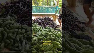 6x Harvest Ampalaya farming agriculture gardening backyardfarming [upl. by Akiemahs]