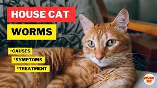 House Cat Worms Symptoms Causes and Treatment Cat Worming  Cat Worms  Cat Grooming [upl. by Noj]