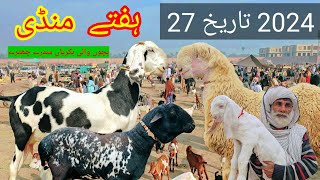 Bakra Eid video 2024 sabir goat farm [upl. by Ajtak]