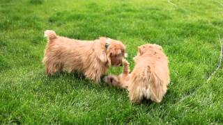 Norfolk Terriers [upl. by Birgit554]