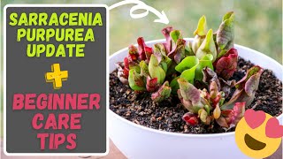 Sarracenia Purpurea Care Tips For Beginners Purple Pitcher Carnivorous Plant 8 Month Update [upl. by Nodla]