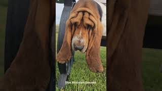 Basset hound with alot of wrinkles 💖 [upl. by Patricio]