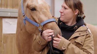 Eine Pferdekrankenversicherung  Die Rettung für Stefanie und Glory – VORSORGEN AUS TIERLIEBE [upl. by Quenna]