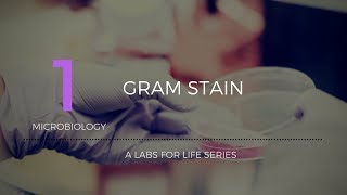 Gram Stain [upl. by Nerek]