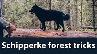 Schipperke tricks in forest [upl. by Arymahs]