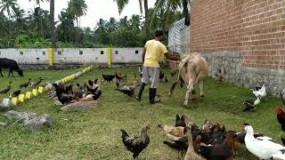 Free Range Chicken Farming 🐓 Feeding time [upl. by Moreta]