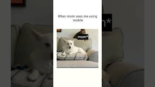 Daily mèmes for you pt289  memes funnymemes dailymemes trending viral shorts [upl. by Hsac788]