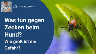 Zecken beim Hund  wie groß ist die Gefahr für dein Tier wirklich [upl. by Dorian]