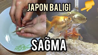 JAPON BALIĞI SAĞMA  YUMURTA DÖKME [upl. by Gloria770]