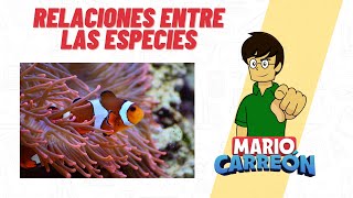 Relaciones entre las especies mutualismo comensalismo parasitismo y simbiosis [upl. by Saphra]