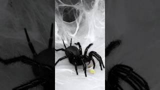 Funnel web spider ASMR Macrothele hungae eating a green banana roach Macrothele funnelwebspider [upl. by Yrekaz]