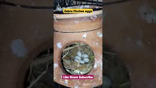 Zebra Finches eggs 🥚🥚 zebra Finches breeding tips shorts birds finch egg trending [upl. by Edrahs]