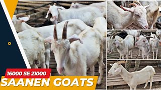 Saanen Top Breeding Setup  Saanen Female Ka Khazana At SM Goat Farm [upl. by Piefer]