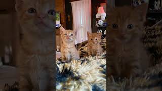 Two female inmates viral myanimal cute catmycat [upl. by Ewer]