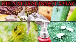 DIY Natural and Safe Insecticide Spray [upl. by Dixon]