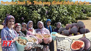 BEGINI PROSES PERTANIAN BUAH TIN  FIG DAN BUAH ARA  BUAH YANG DISEBUT DALAM AL QURAN [upl. by Andie]