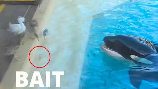 9 Times Orcas Showed Their Genius [upl. by Niobe]