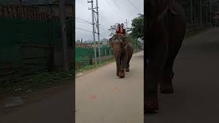 Ganpati salutes Shiva ji 1million like elephant trending shorts ganeshchaturthi rammandir [upl. by Chickie]