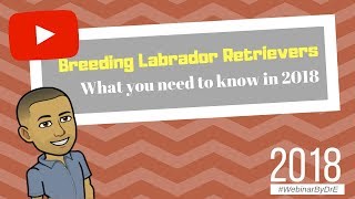 Breeding Labrador Retrievers  What You Need to Know 2018 [upl. by Lirret718]