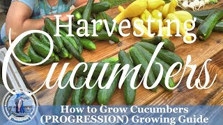 How to grow Cucumbers PROGRESSION Growing Guide  How to Harvest Cucumbers [upl. by Ferri]