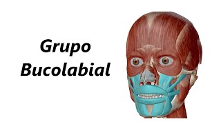 Anatomia dos Músculos da Expressão Facial em 3D  Grupo Bucolabial [upl. by Esila825]