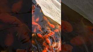 Oranda Goldfish Ornamental Fish shorts [upl. by Heer]