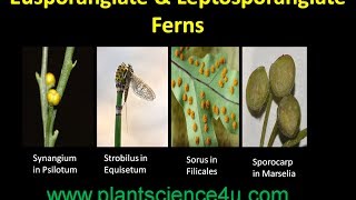 Difference between Eusporangiate and Leptosporangiate ferns [upl. by Hobbs]