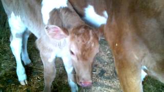 milking fresh cow colostrum newborn guernsey nursing [upl. by Incrocci]