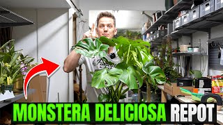 How to Repot Monstera Deliciosa ITS EASY [upl. by Serrano]