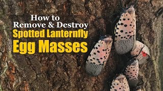 How to Remove and Destroy Spotted Lanternfly Egg Masses [upl. by Jamison]