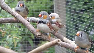 Zebravinken  Zebra finches [upl. by Ahron]