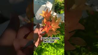 Lilium gardeningtips assam gardeningideas gardeningvideos floweringplants flowers lilium [upl. by Mccourt]