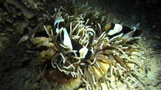 Amphiprion polymnus couple et ses oeufs et la Rascasse volante [upl. by Buke]