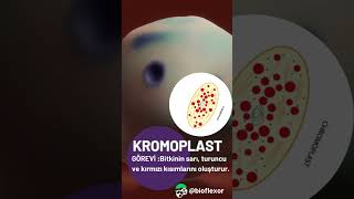 Kromoplast  Hücre organelleri Biyoloji Animasyon [upl. by Khichabia]