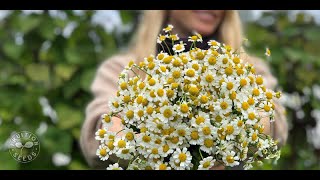 Feverfew Medicinal Beautiful amp Easy to Grow [upl. by Feliks]