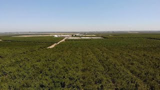 California drought squeezes thirsty almond farms [upl. by Lirrad]