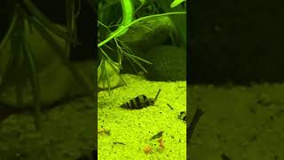 Assassin snails breeding [upl. by Jeannette841]