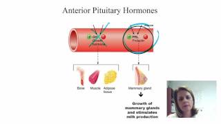 Ant Pit Gonadotropins and prolactin [upl. by Notla666]