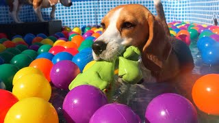 Funny Dogs Ball Pit Party Compilation  Beagle Dogs Louie amp Marie [upl. by Bazluke130]