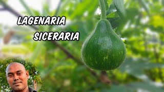 Lagenaria Siceraria  Make nature [upl. by Cha]