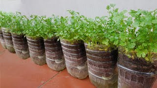 How to grow coriander from seeds quick to harvest and easy to do [upl. by Lizzy]