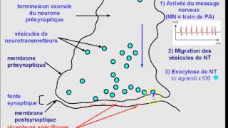 moreels premiere13bis synapse [upl. by Ondine]