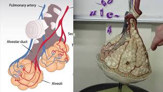 alveoli lung anatomy practical exam model review [upl. by Aneehsor]