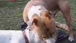 The Most Brutal PitBull Fight Ever SEEN on YOU TUBE [upl. by Felix]