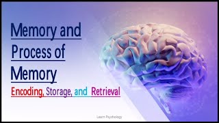 Memory and Process of Memory Psychology UrduHindi [upl. by Atinauq305]