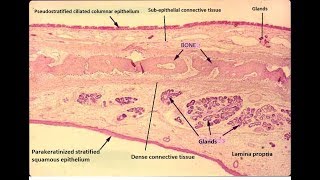 Histology of hard palate [upl. by Zosima]