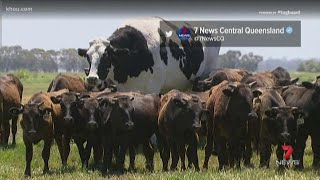 Totally Texas Giant Australian cow goes viral [upl. by Akemehc]