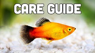 Platy Fish Care Guide aka My Favorite Livebearer for Beginners [upl. by Ahsenre]