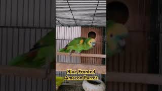 Amazon  Blue Fronted Amazon shorts [upl. by Ehcropal]